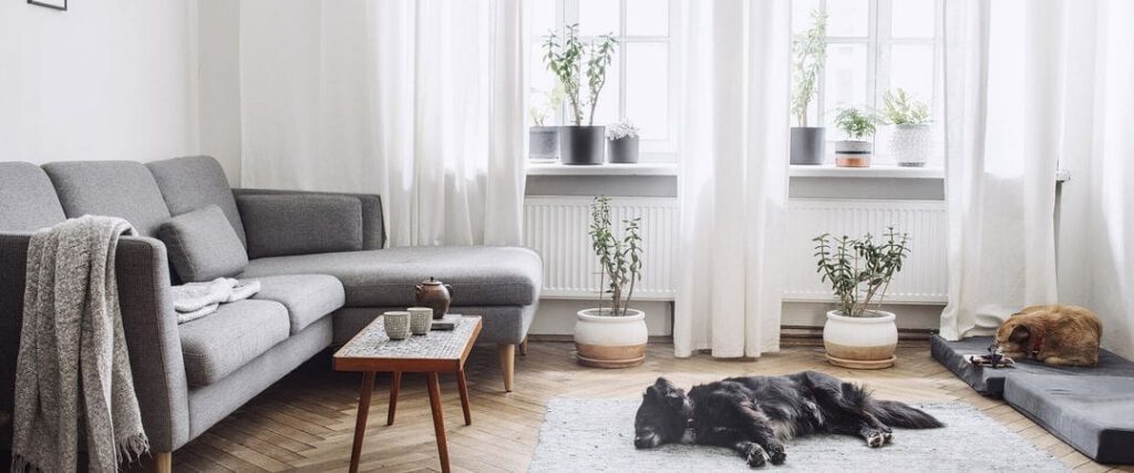 living room with dog sleeping on carpet